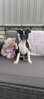 Brianna, a female Boston Terrier for sale in Woodburn, IN – 4 of 7