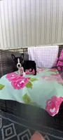 Brooke , a female Boston Terrier for sale in Woodburn, IN – 2 of 8
