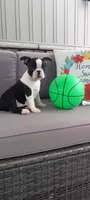 Benjie, a male Boston Terrier for sale in Woodburn, IN – 4 of 6