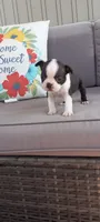 Buster, a male Boston Terrier for sale in Woodburn, IN – 7 of 7
