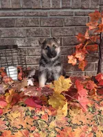 Lena, a female German Shepherd Dog for sale in Woodburn, IN – 6 of 6