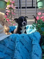 Lee, a male Boston Terrier for sale in Woodburn, IN – 2 of 3