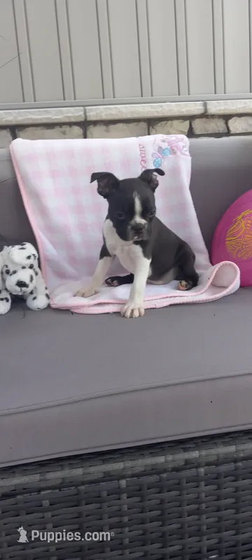 Brianna – Boston Terrier puppy for sale in Woodburn, IN