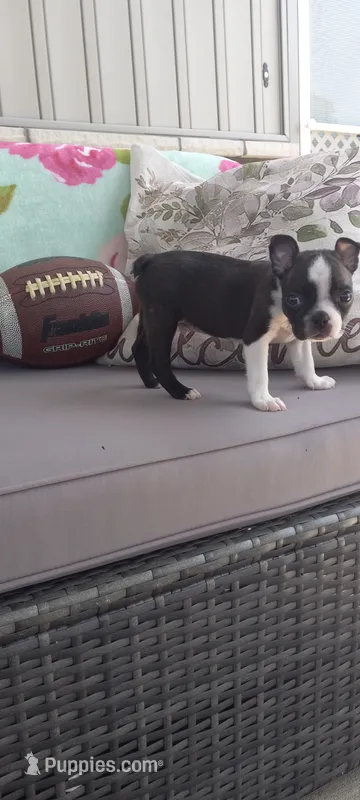 AJ – Boston Terrier puppy for sale in Woodburn, IN