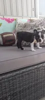 AJ, a male Boston Terrier for sale in Woodburn, IN – 1 of 7