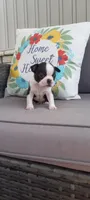 Buster, a male Boston Terrier for sale in Woodburn, IN – 2 of 7