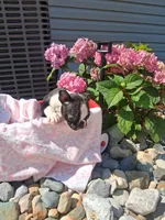 Lena, a female Boston Terrier for sale in Woodburn, IN – 3 of 4