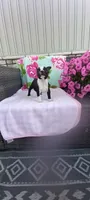 Brylie, a female Boston Terrier for sale in Woodburn, IN – 7 of 7