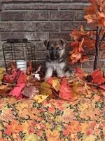 Lindsey , a female German Shepherd Dog for sale in Woodburn, IN – 5 of 5