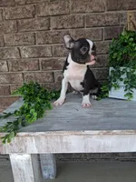 Lynn , a male Boston Terrier for sale in Woodburn, IN – 2 of 3