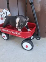 Leo, a male Boston Terrier for sale in Woodburn, IN – 4 of 4