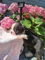Livia, a female Boston Terrier for sale in Woodburn, IN – 2 of 3