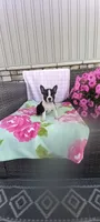 Brooke , a female Boston Terrier for sale in Woodburn, IN – 3 of 8