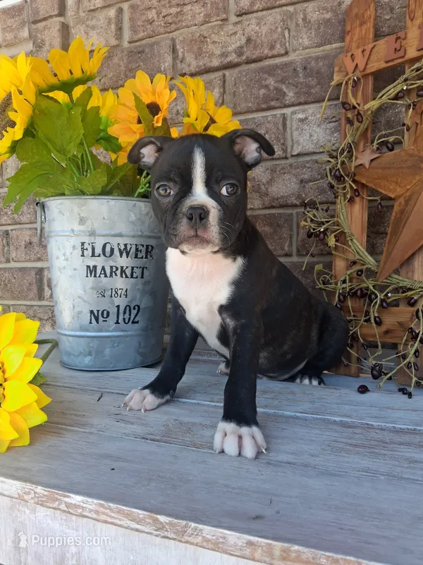 Lynn – Boston Terrier puppy for sale in Woodburn, IN