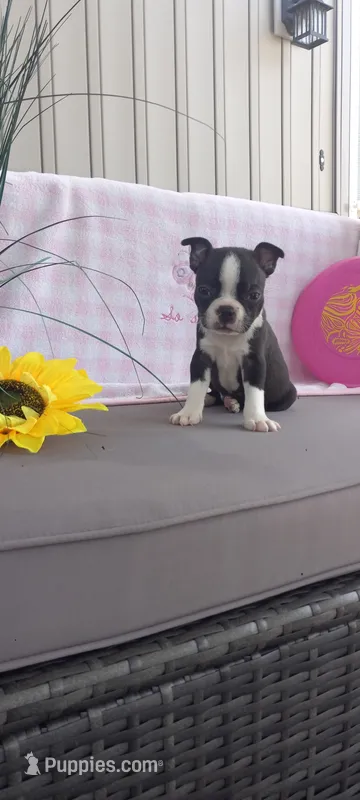Ashley  – Boston Terrier puppy for sale in Woodburn, IN