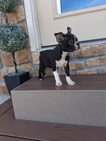 Lee, a male Boston Terrier for sale in Woodburn, IN – 4 of 5