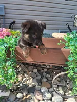 Joy, a female German Shepherd Dog for sale in Woodburn, IN – 3 of 4