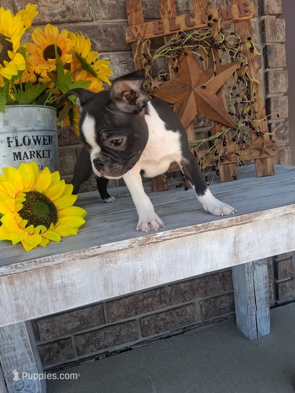 Leo – Boston Terrier puppy for sale in Woodburn, IN