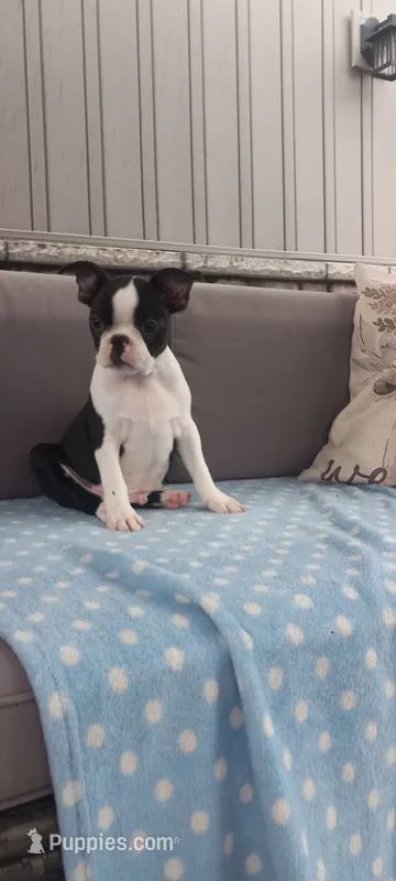 Benjie – Boston Terrier puppy for sale in Woodburn, IN