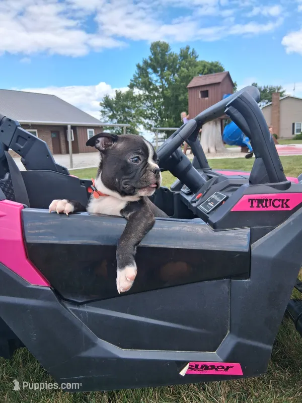 Lynn – Boston Terrier puppy for sale in Woodburn, IN
