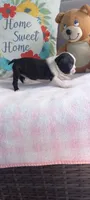 Brielle, a female Boston Terrier for sale in Woodburn, IN – 5 of 7