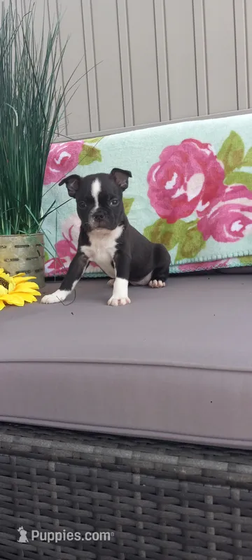 Abby – Boston Terrier puppy for sale in Woodburn, IN
