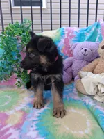 Joey , a male German Shepherd Dog for sale in Woodburn, IN – 2 of 3