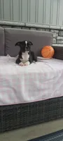 Abby, a female Boston Terrier for sale in Woodburn, IN – 3 of 7