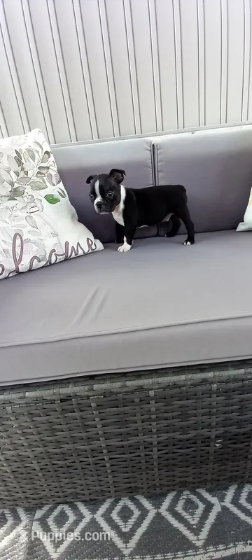 Buddy  – Boston Terrier puppy for sale in Woodburn, IN