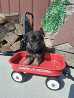 Jett, a male German Shepherd Dog for sale in Woodburn, IN – 2 of 3