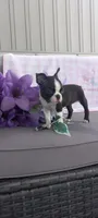 Alayna, a female Boston Terrier for sale in Woodburn, IN – 3 of 7