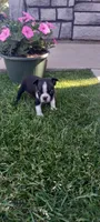 Brooke , a female Boston Terrier for sale in Woodburn, IN – 3 of 8