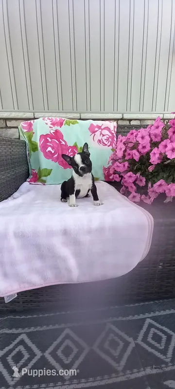 Brylie – Boston Terrier puppy for sale in Woodburn, IN