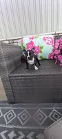 Buddy , a male Boston Terrier for sale in Woodburn, IN – 4 of 7