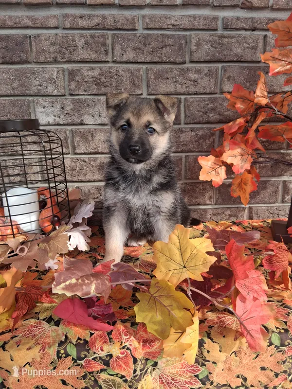 Lena – German Shepherd Dog puppy for sale in Woodburn, IN