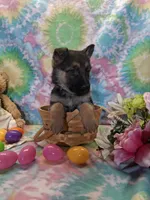 Abby , a female German Shepherd Dog for sale in Woodburn, IN – Photo 4 of 4