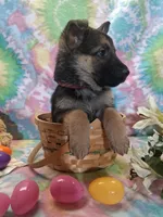 Abby , a female German Shepherd Dog for sale in Woodburn, IN – Photo 3 of 4