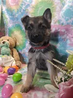 Abby , a female German Shepherd Dog for sale in Woodburn, IN – Photo 2 of 4