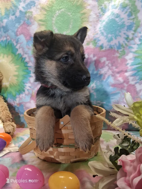 Abby  – German Shepherd Dog puppy for sale in Woodburn, IN