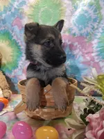 Abby , a female German Shepherd Dog for sale in Woodburn, IN – Photo 1 of 4