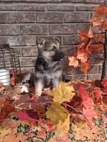 Lena, a female German Shepherd Dog for sale in Woodburn, IN – 5 of 6