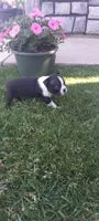 Brooke , a female Boston Terrier for sale in Woodburn, IN – 4 of 8