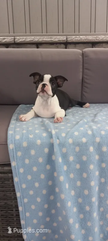 Benjie – Boston Terrier puppy for sale in Woodburn, IN