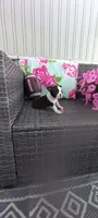 Benjie, a male Boston Terrier for sale in Woodburn, IN – 5 of 8
