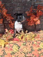 Lynn, a male Boston Terrier for sale in Woodburn, IN – 2 of 6