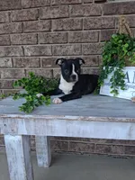 Lynn, a male Boston Terrier for sale in Woodburn, IN – 2 of 4