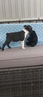 AJ, a male Boston Terrier for sale in Woodburn, IN – 3 of 6