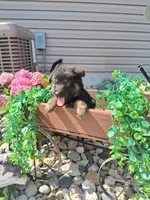 Joy, a female German Shepherd Dog for sale in Woodburn, IN – 4 of 4