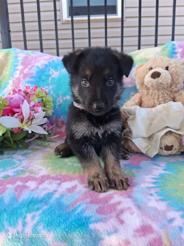 Jack – German Shepherd Dog puppy for sale in Woodburn, IN