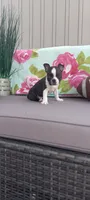 AJ, a male Boston Terrier for sale in Woodburn, IN – 3 of 7